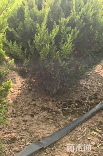 冠幅120厘米龙柏球