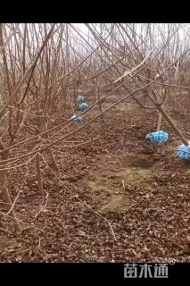 4公分黄栌