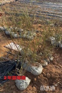 高度70厘米蓝莓小苗