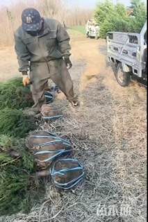 高度120厘米塔柏