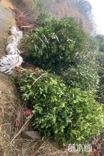 高度150厘米美人茶