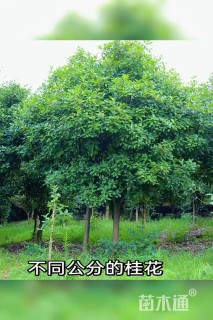 9公分桂花
