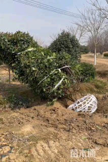 高度200厘米中华石楠