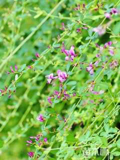 高度30厘米胡枝子