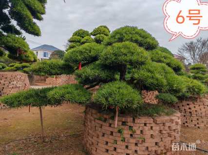 12公分罗汉松