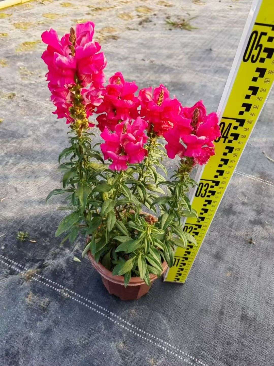 高度30厘米金鱼草