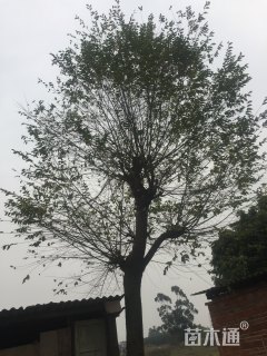 35公分朴树