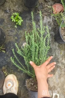 高度30厘米澳洲米花