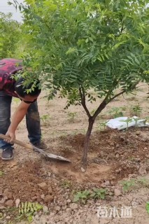 10公分文冠果