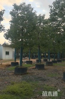 12公分香樟