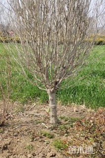 高度250厘米木槿