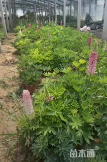 高度21厘米羽扇豆