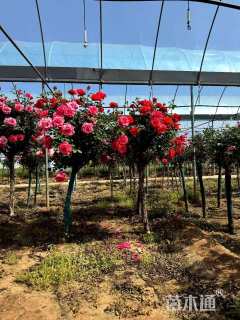 高度150厘米红王子锦带球