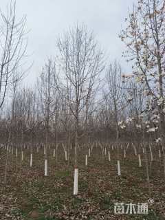 10公分二乔玉兰