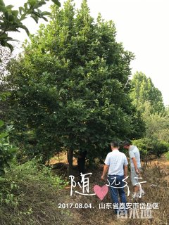 20公分辛夷