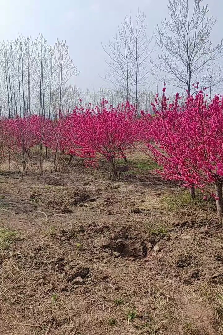 8公分菊花碧桃