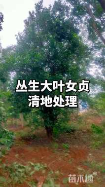 高度500厘米丛生大叶女贞