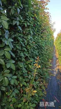 80厘米藤本月季