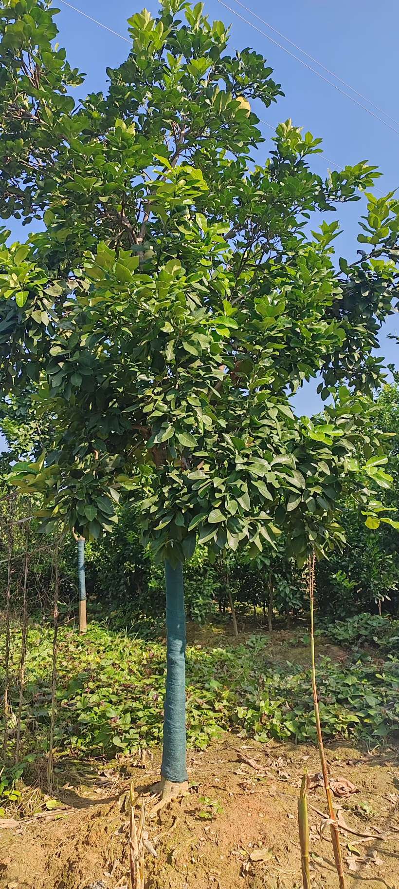 10公分柚子树