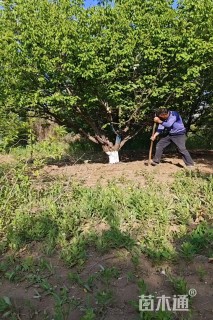 50公分山杏
