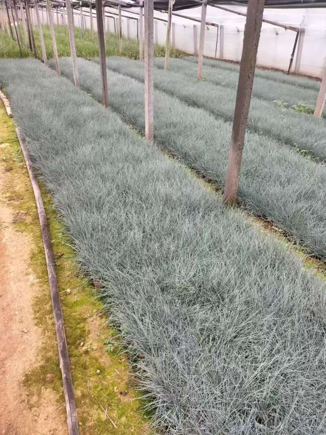 容器苗蓝羊茅