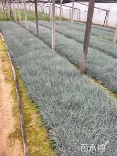 容器苗蓝羊茅