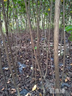 高度180厘米天鹅绒紫薇