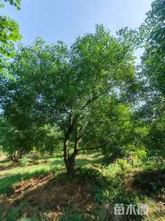 25公分造型乌桕