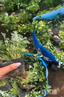 高度10厘米耧斗菜