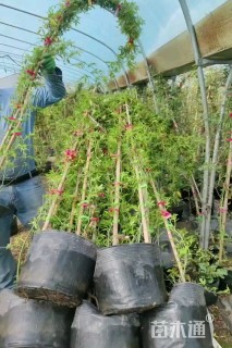 高度180厘米月季