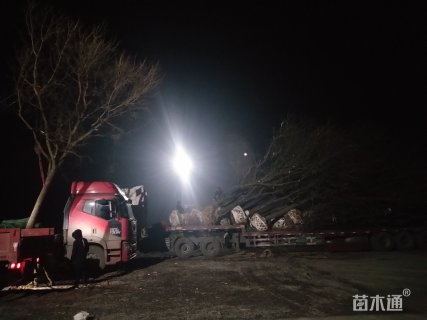 18公分黄连木