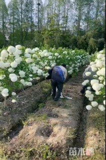 高度180厘米中华木绣球