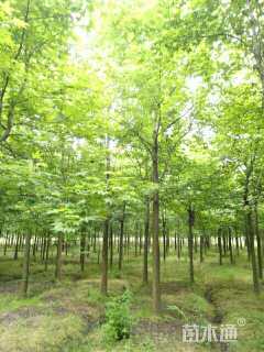 12公分北美枫香