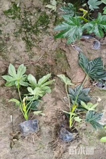 高度25厘米八角金盘小苗