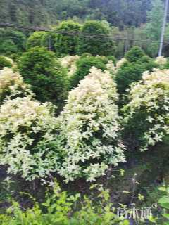 9公分桂花