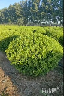冠幅60厘米大叶黄杨球