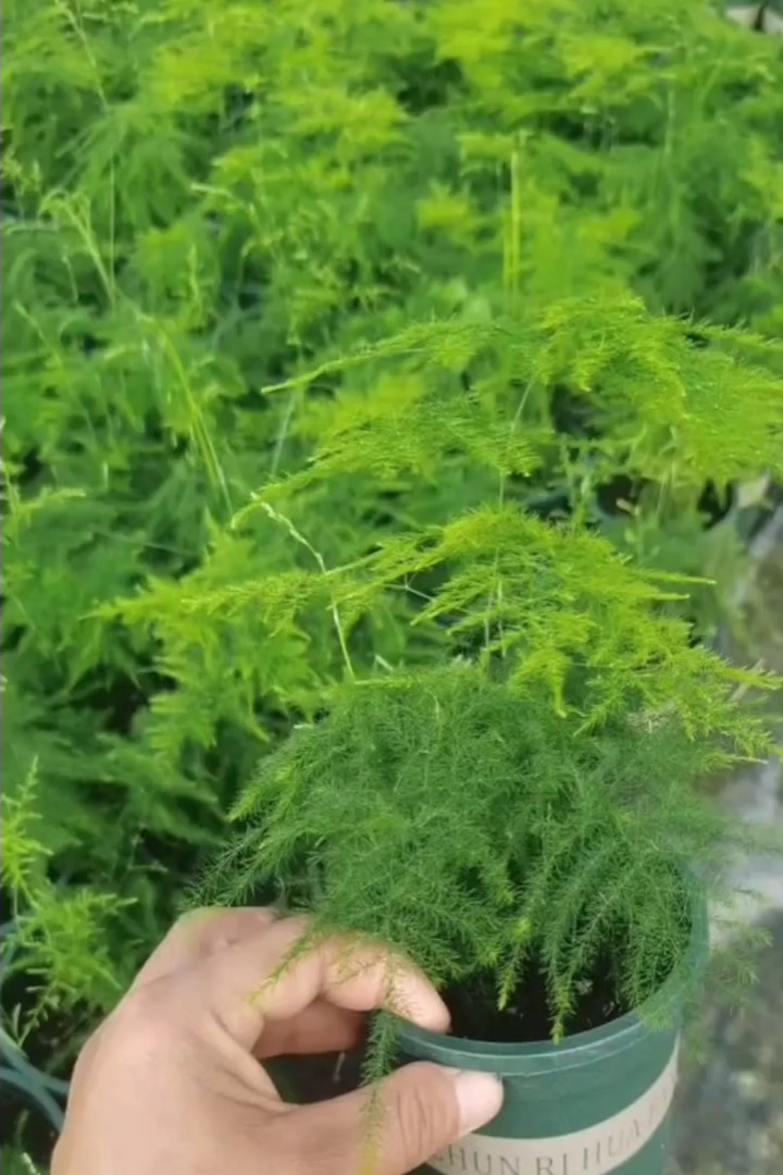20厘米文竹