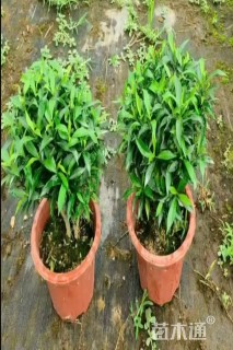 高度25厘米狗牙花