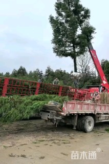 15公分柳杉