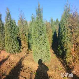 高度300厘米北京桧
