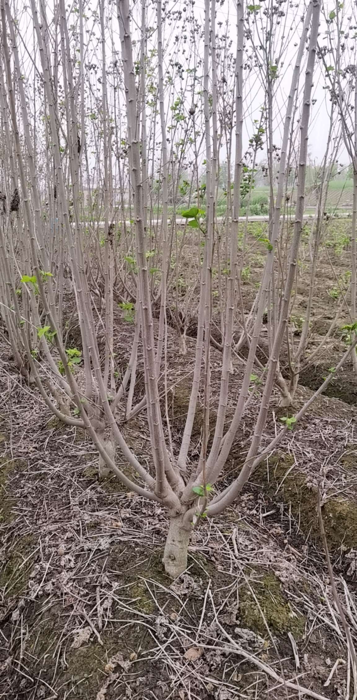 高度250厘米木芙蓉