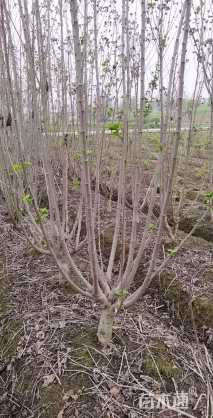 高度250厘米木芙蓉