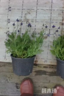 高度35厘米薰衣草