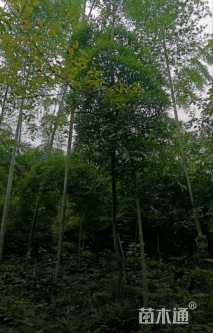 毛球楠竹