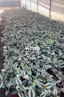 高度15厘米吊竹梅