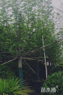 8公分紫玉兰
