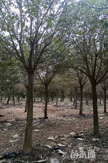 15公分大叶女贞