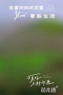 10公分垂枝樱