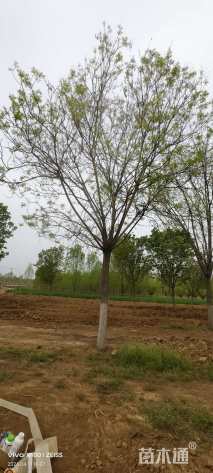 22公分国槐