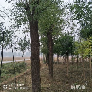 25公分国槐